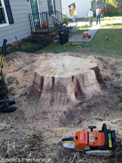 stump removal in richmond va