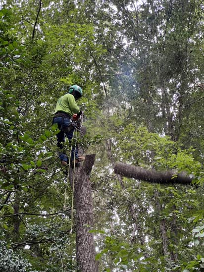 https://ismaellandscapetreeservice.net/tree-removal-in-richmond-va/ Ismael’s Landscape and Tree Services in Richmond, VA