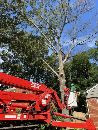 https://ismaellandscapetreeservice.net/tree-trimming-in-richmond-va/ Ismael’s Landscape and Tree Services in Richmond, VA
