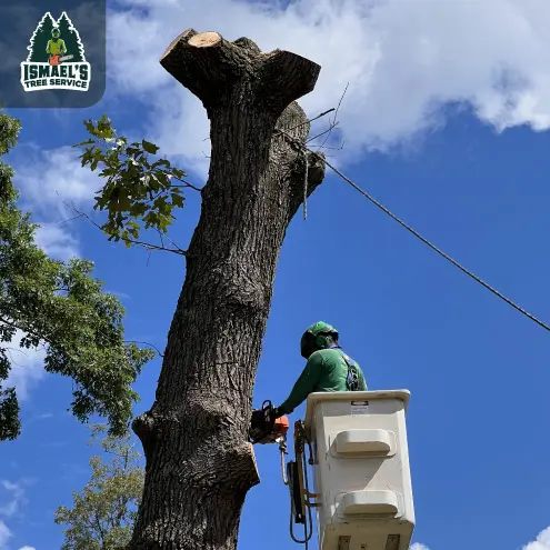 Tree Removal Richmond VA Ismael's Tree Services