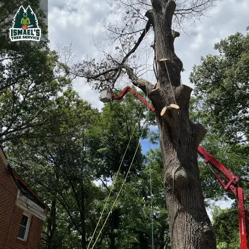 Tree Trimming Richmond VA Ismael's Tree Services