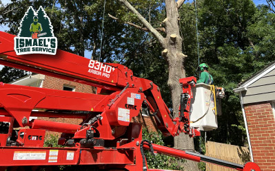 Tree Removal Services in Richmond Virginia Ismael's Tree Service