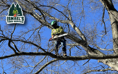 Tree Removal Services in Richmond VA Ismael's Tree Service