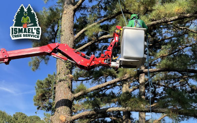 Tree Removal Services in Richmond Ismael's Tree Service